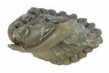 Wide, Enrolled Flexicalymene Trilobite - Indiana #287261-2